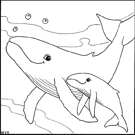 sea animal009